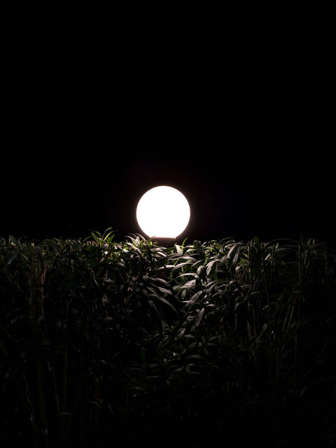 Natura Umana II