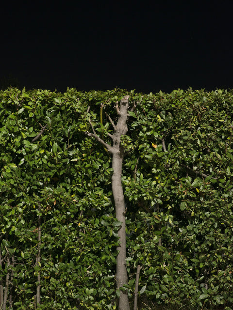 Natura Umana II