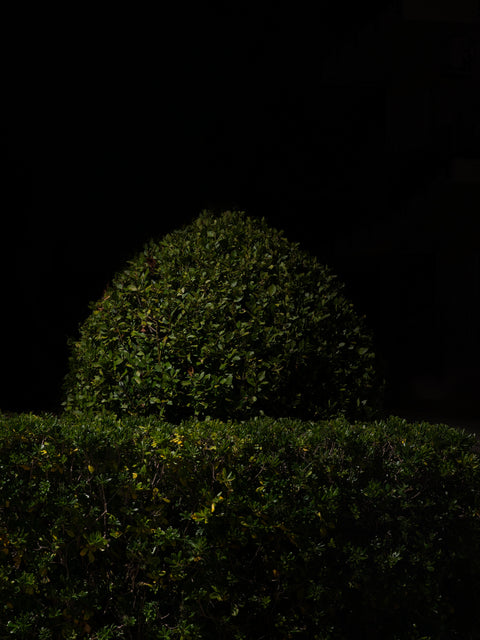 Natura Umana II